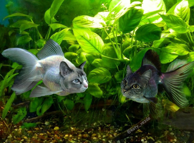 Коты, кругом одни коты ☺