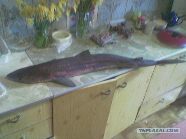 Новый личный рекорд (рыбалка)