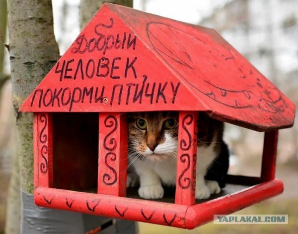 Пираты
