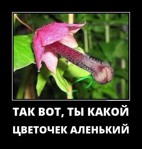 Картинки. В них буквы. Иногда в черной рамке. НЕ эпитафии