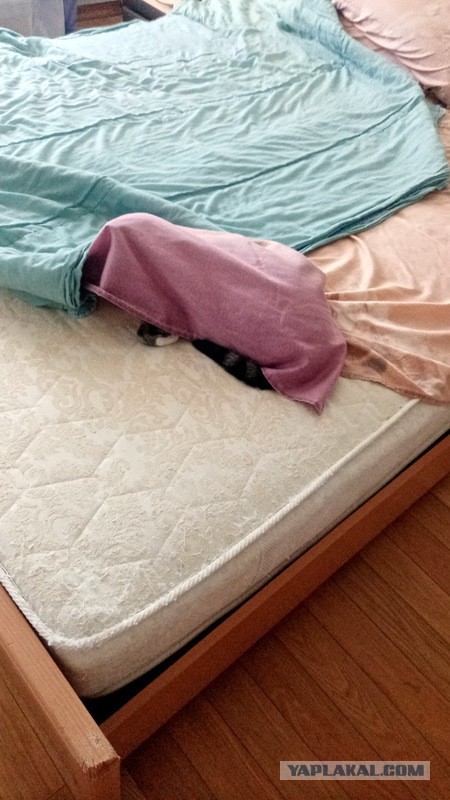 Котовторник