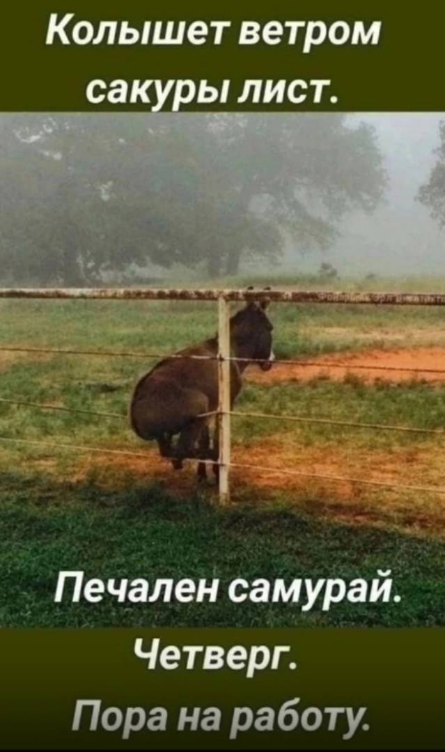 Так себе картинки 08.02.25