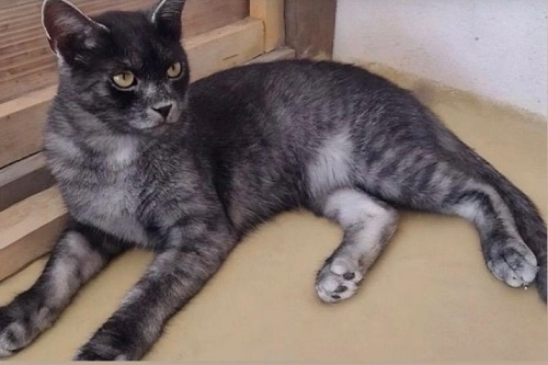 Кофеин и Никотин