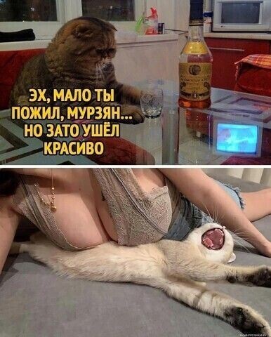 Немного забавных картинок от 20.05.2025