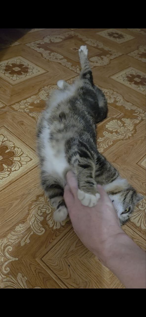 Девушка приютила 17 бездомных кошек