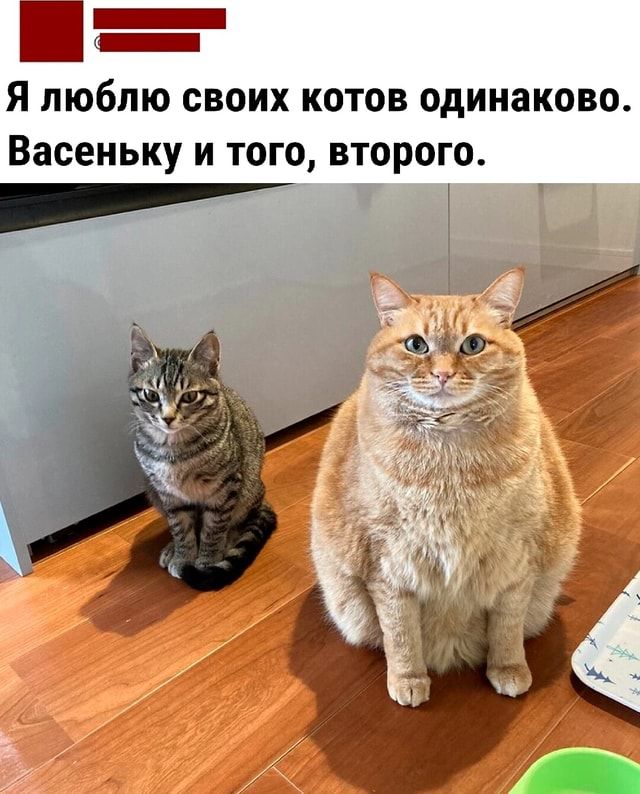 Когда в доме два кота...