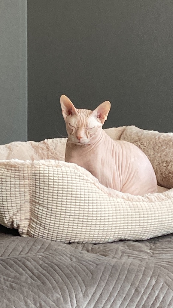 В защиту кошек породы Сфинкс канадский...