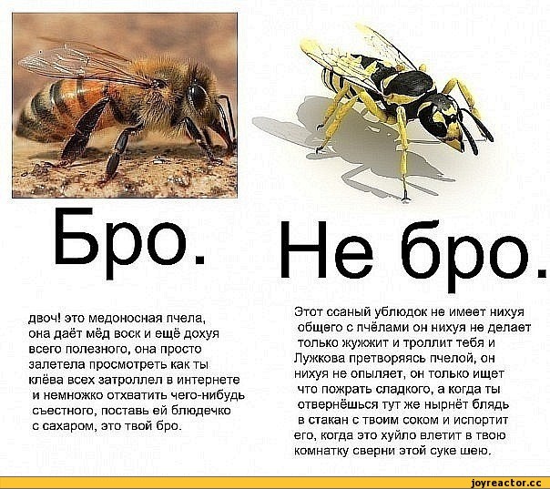 Почему его не кусают пчелы ?