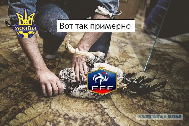 Кот-предсказатель озвучил результаты матча