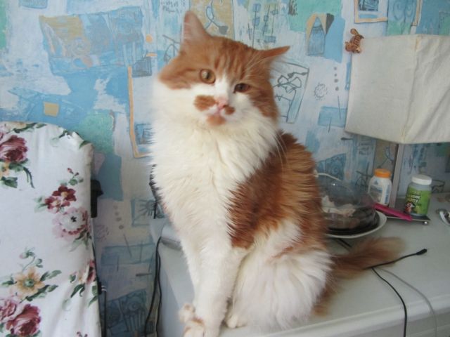 Котовторник  10.12.2013