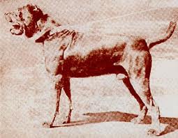 О, my dog