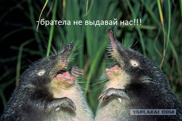 Попался, который копался!