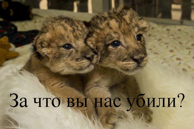 Очередное убийство в зоопарке Копенгагена