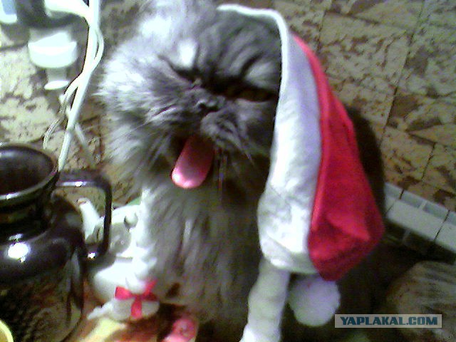 А у тебя есть фото твоей зевающей котейки ?