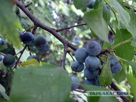 Лакомства детства