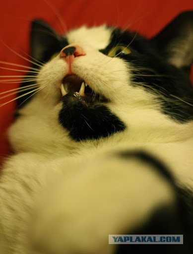 Котовторник 7.10.2014