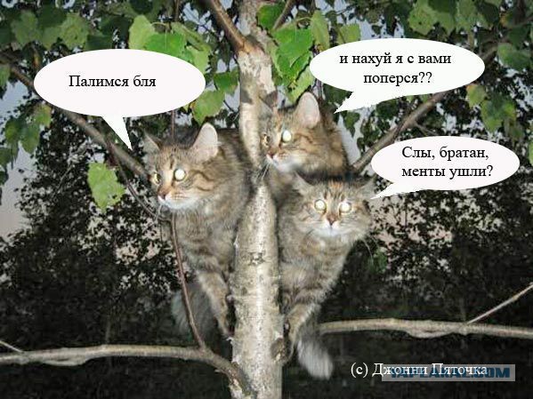 Братишки, я вам картинок принёс!