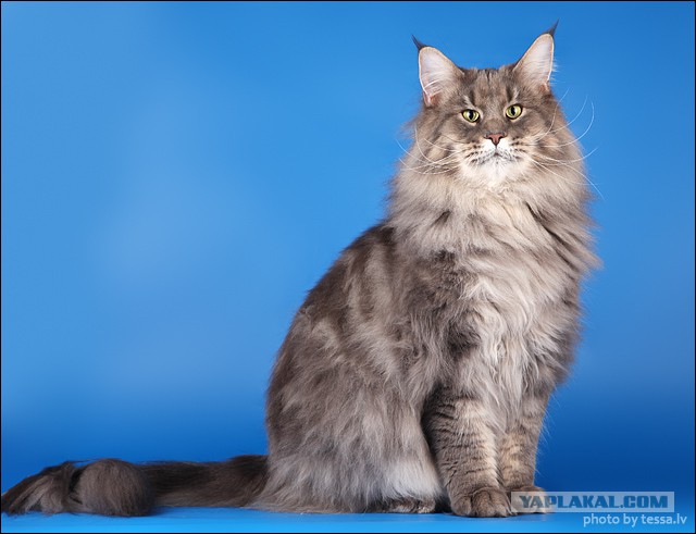 Кот попросил себя сфотографировать для Яп