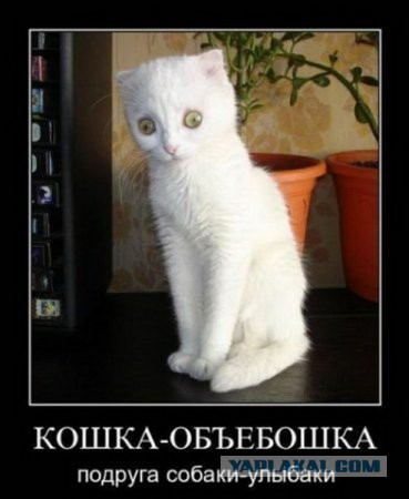 "Боже, какая страшная кошка!"