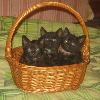 Котовторник 03.11.2015