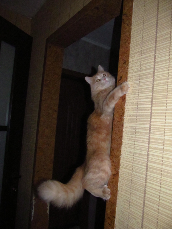 Котовторник 17.11.2015