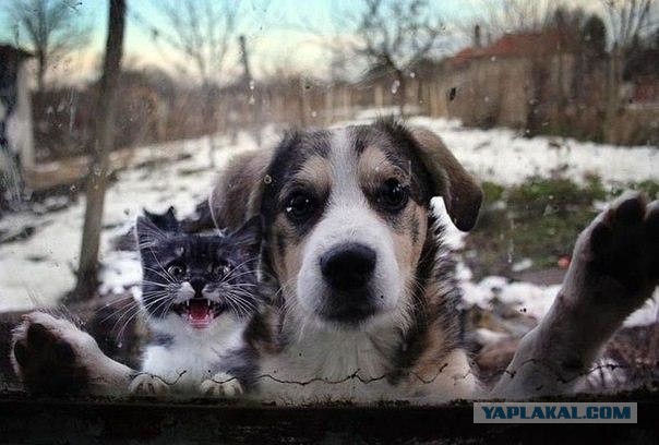 Собакочетверг же, ау!