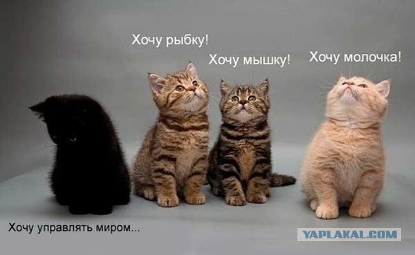 Подборка смешных и забавных фото