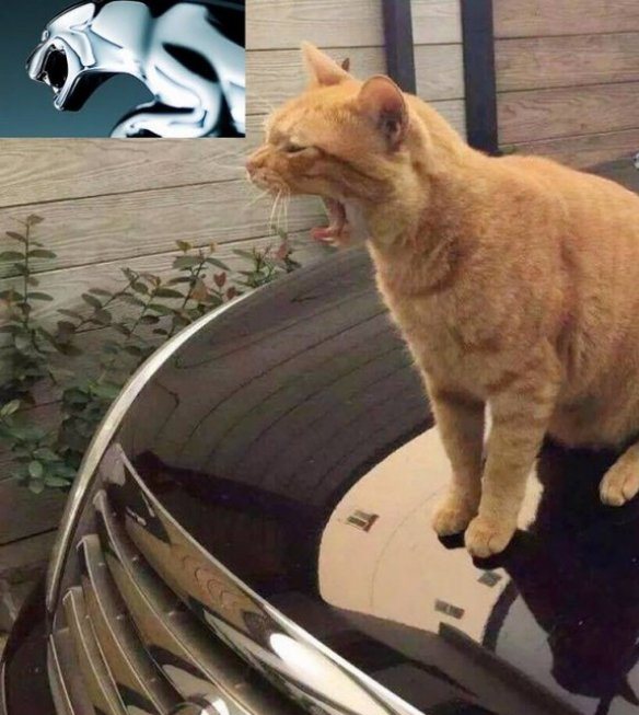 Картинки и гифки