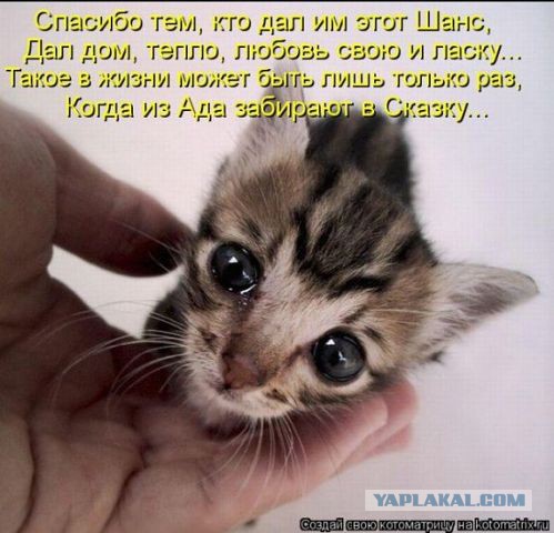 Внезапно, к котовторнику