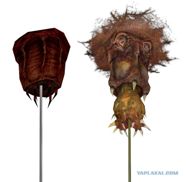 А тем временем в Австралии