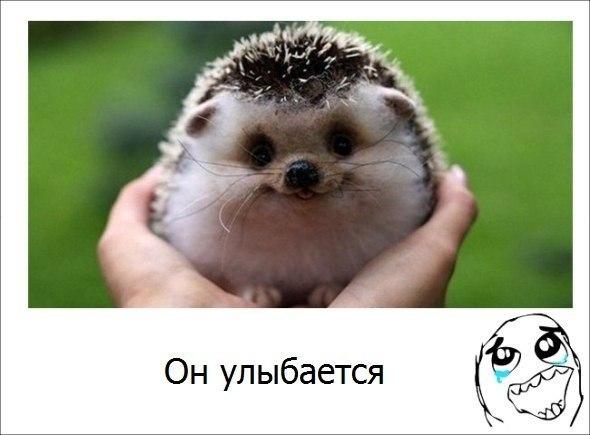 Божьи твари