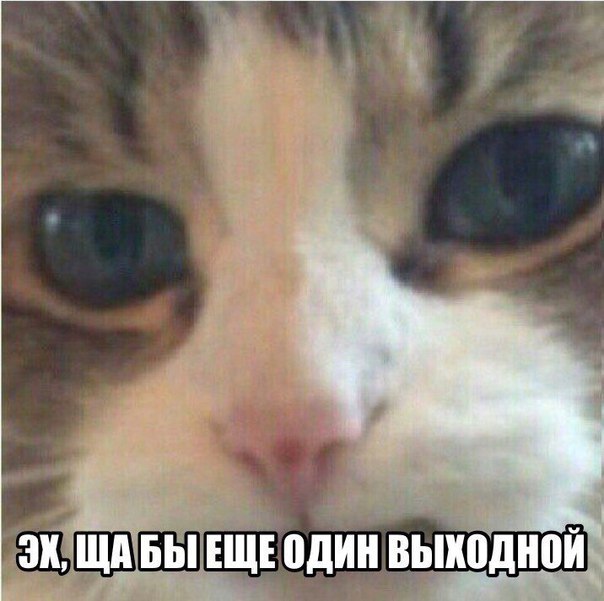 Мохнатые беспредельщики