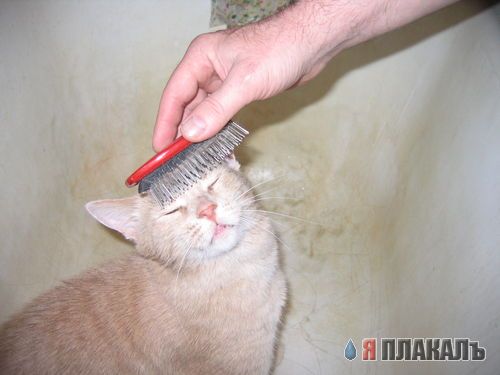 А вот и котовторник!