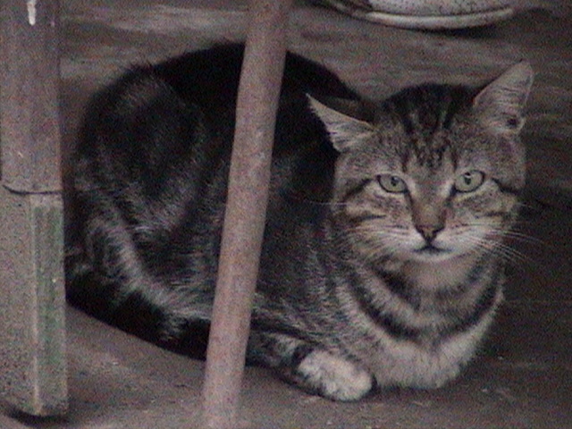 Котомет во вторник (11.12.2007)