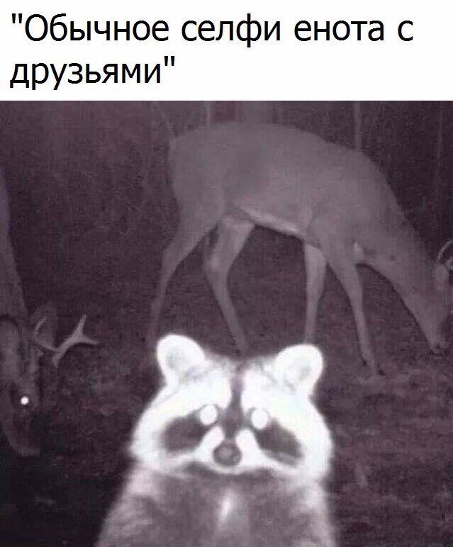Самые смешные животные