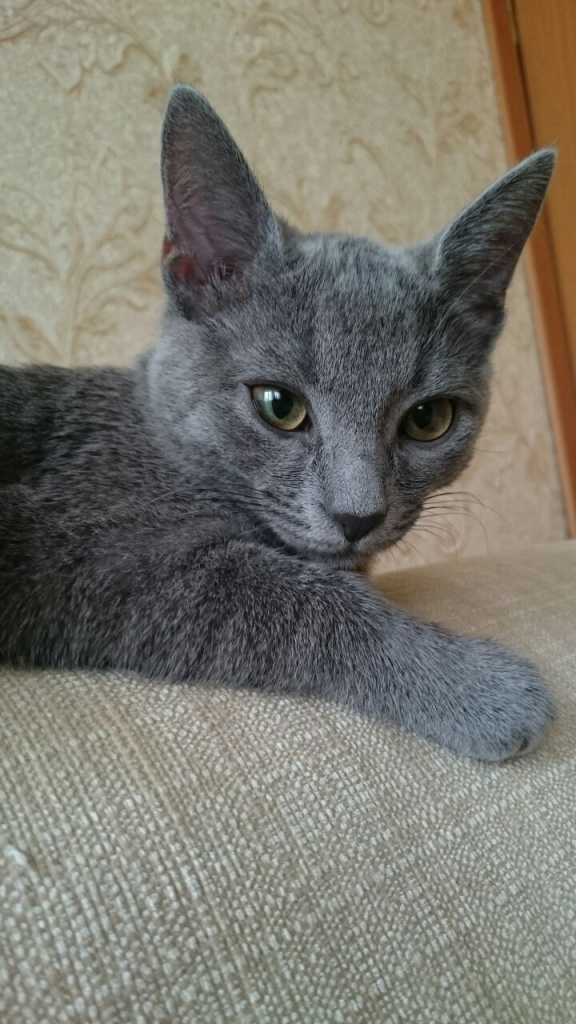 Коты и Кошки
