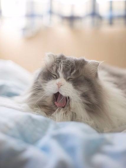 Коты и Кошки