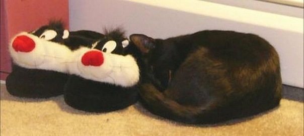 Коты и Кошки