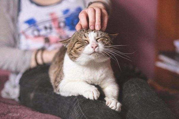 Коты и Кошки