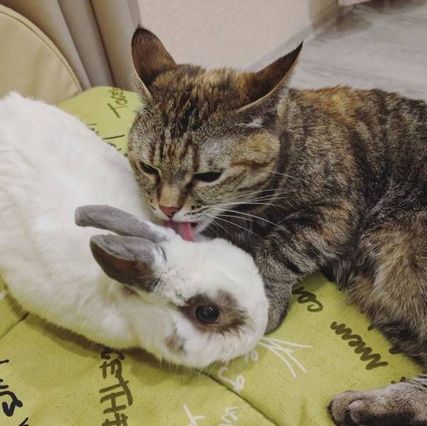 Коты и Кошки
