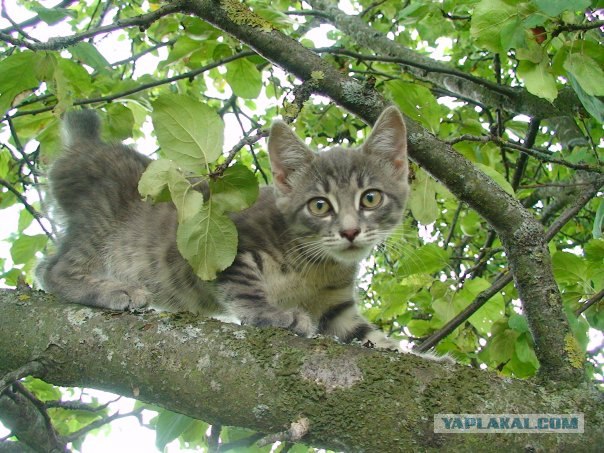 Котовторник на вторник! (30.09.2008)