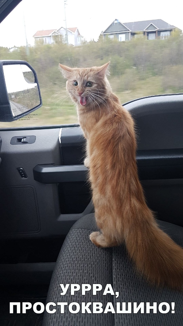 Немного милоты