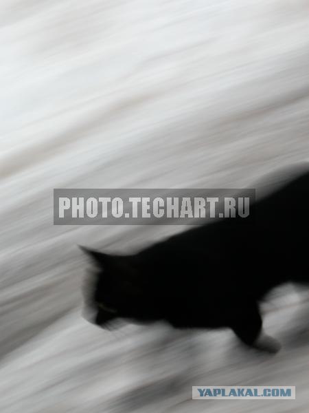Котовторник на ЯПлакалъ: Кото и кто-то!