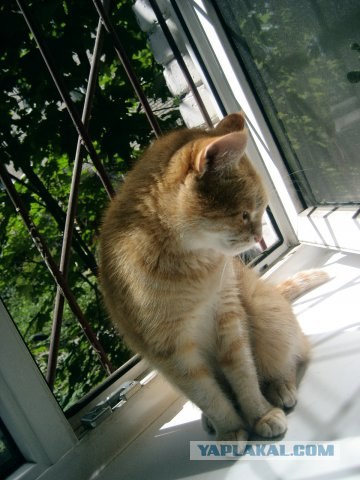 Котовторник (20.01)