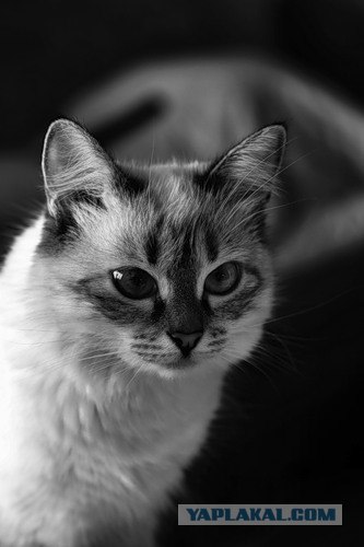 Котовторник!