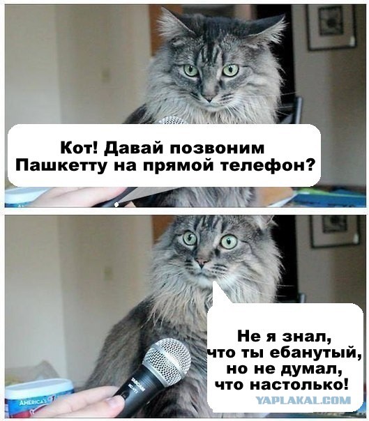 Пашкет, демотиваторы и мемы