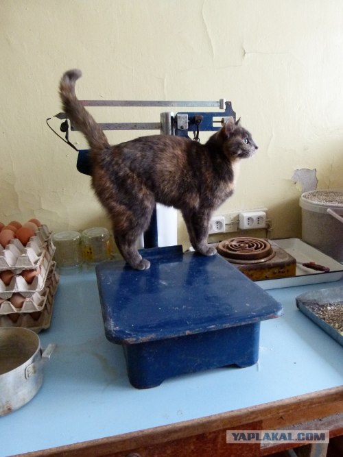 Котовторник стартует