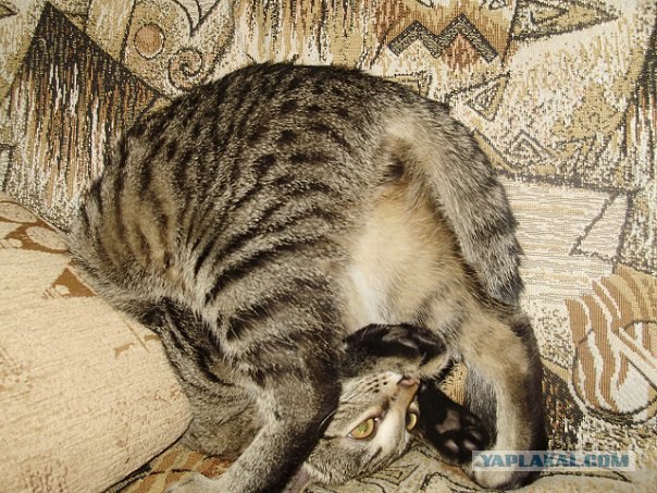 Начинаем котовторник!