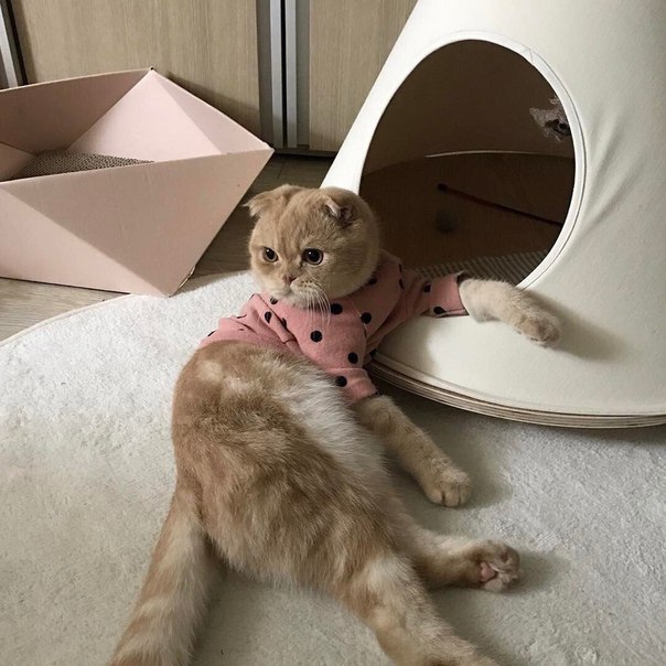 Прикольных котов пост