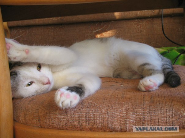 Котовторник 24.04.2012